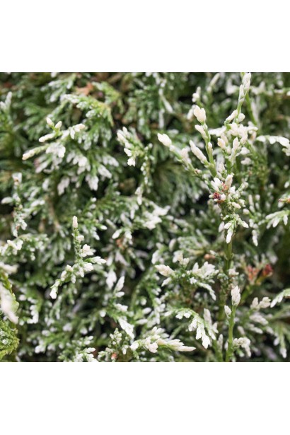 Кипарисовик горохоплідний Вайт Бьюті